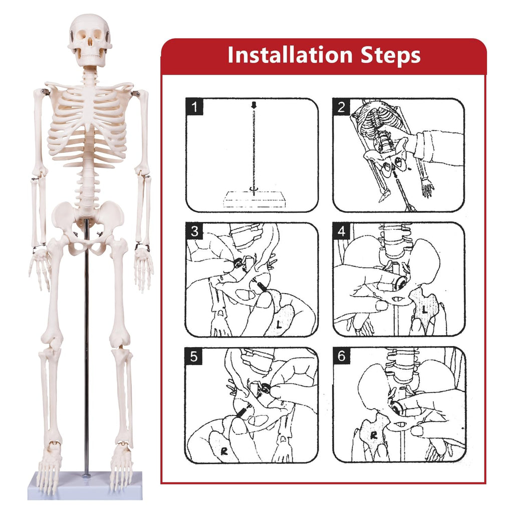 Scientifc Human Skeleton Model for Anatomy, 33.4’’ Skeleton Model with Metal Stand, Removable Arms&Legs for Student