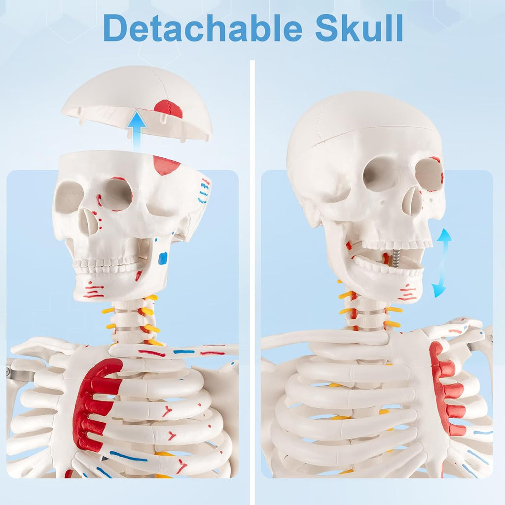 33.4” Human Skeleton Model with Removable Arms & Legs – Durable Mini Anatomy Model for Teaching, Scientific Study