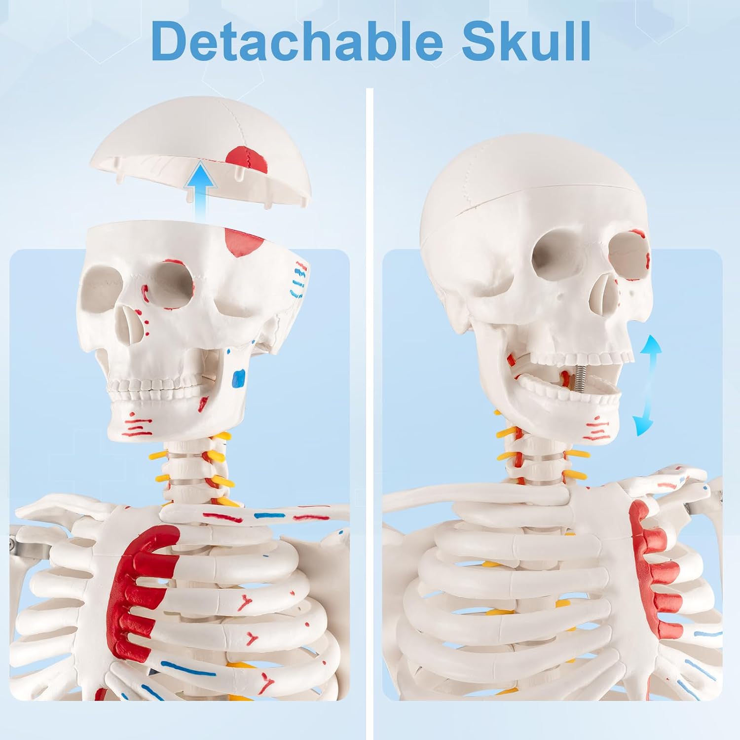 33.4” Human Skeleton Model with Removable Arms & Legs – Durable Mini Anatomy Model for Teaching, Scientific Study