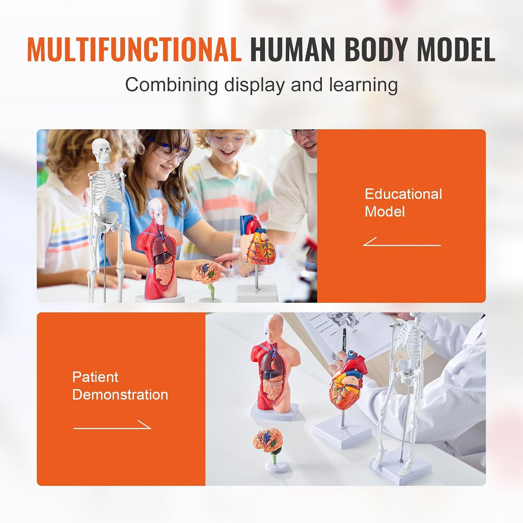 Human Anatomy Model Bundle Set - Human Skeleton, Brain, Human Torso Body, Heart - Set of 4, Detachable Hands-on 3D