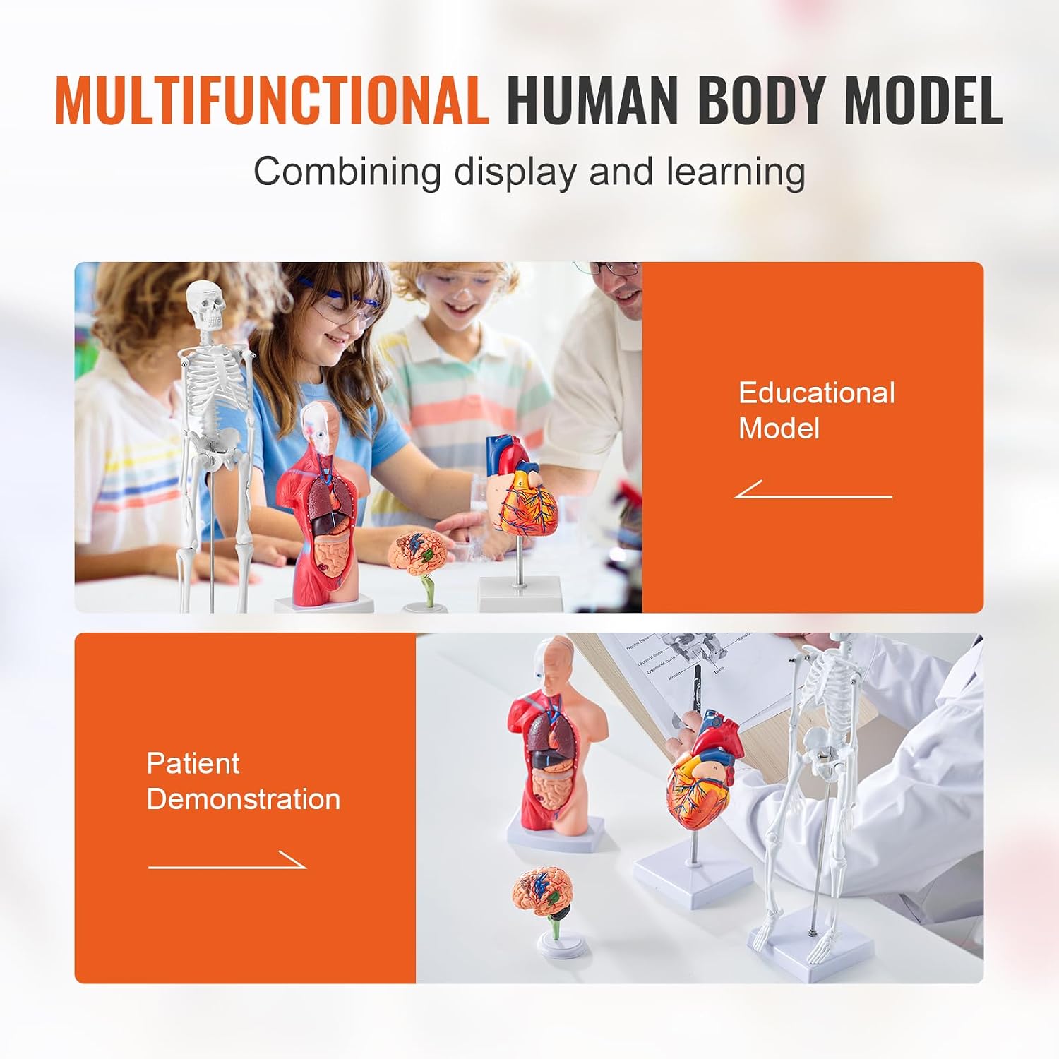 Human Anatomy Model Bundle Set - Human Skeleton, Brain, Human Torso Body, Heart - Set of 4, Detachable Hands-on 3D