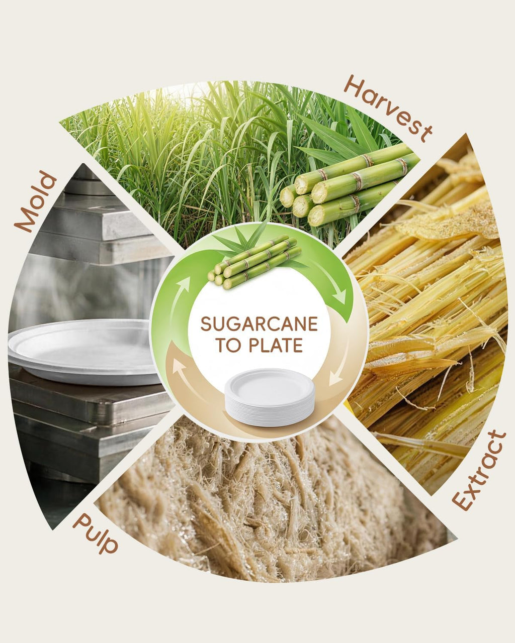 10 Inch White Compostable Sugarcane Paper Plates, 100 Pack
