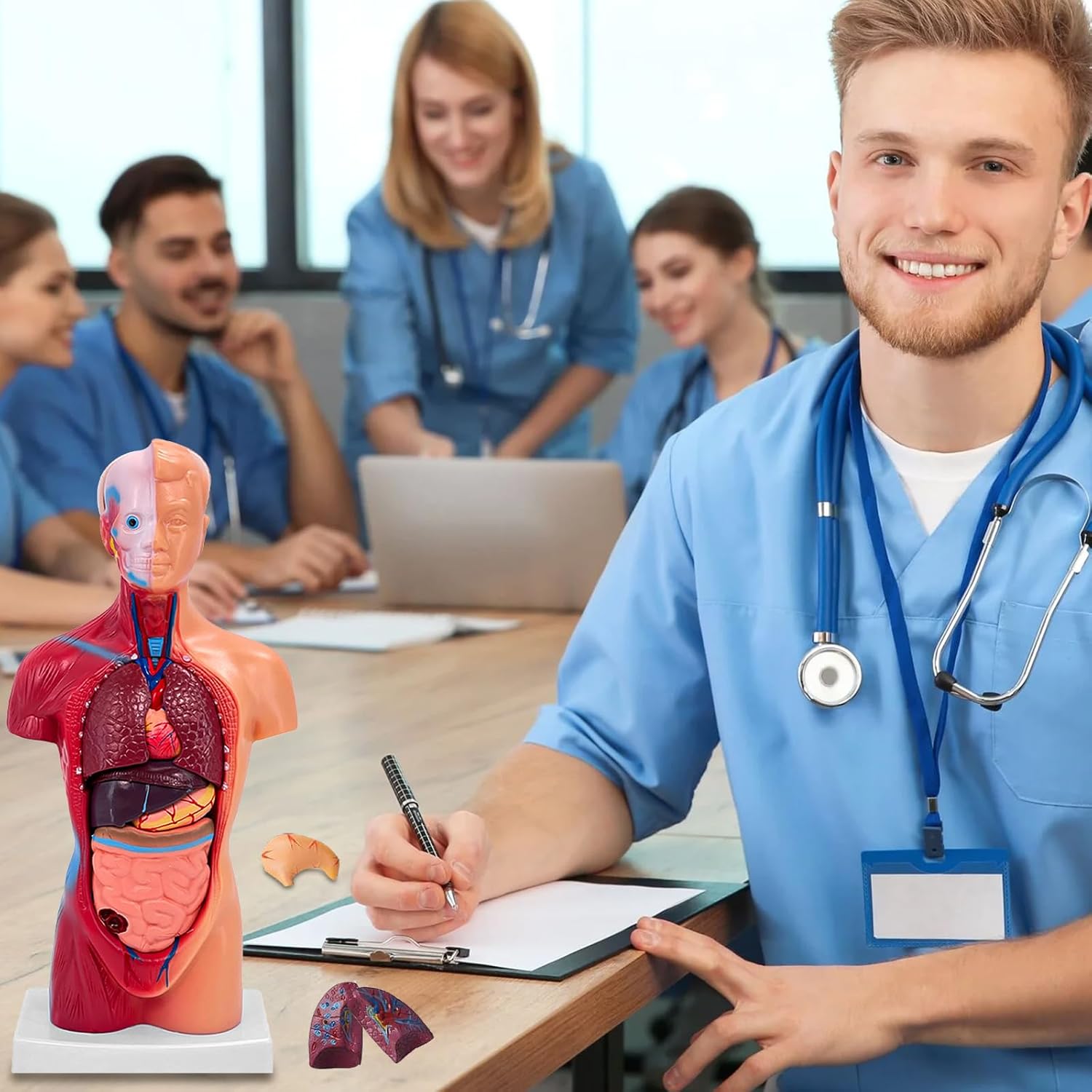 11 Inch Small Human Body Model for Anatomy Study - 15 Detachable Parts Educational Torso with Internal Organs, DIY
