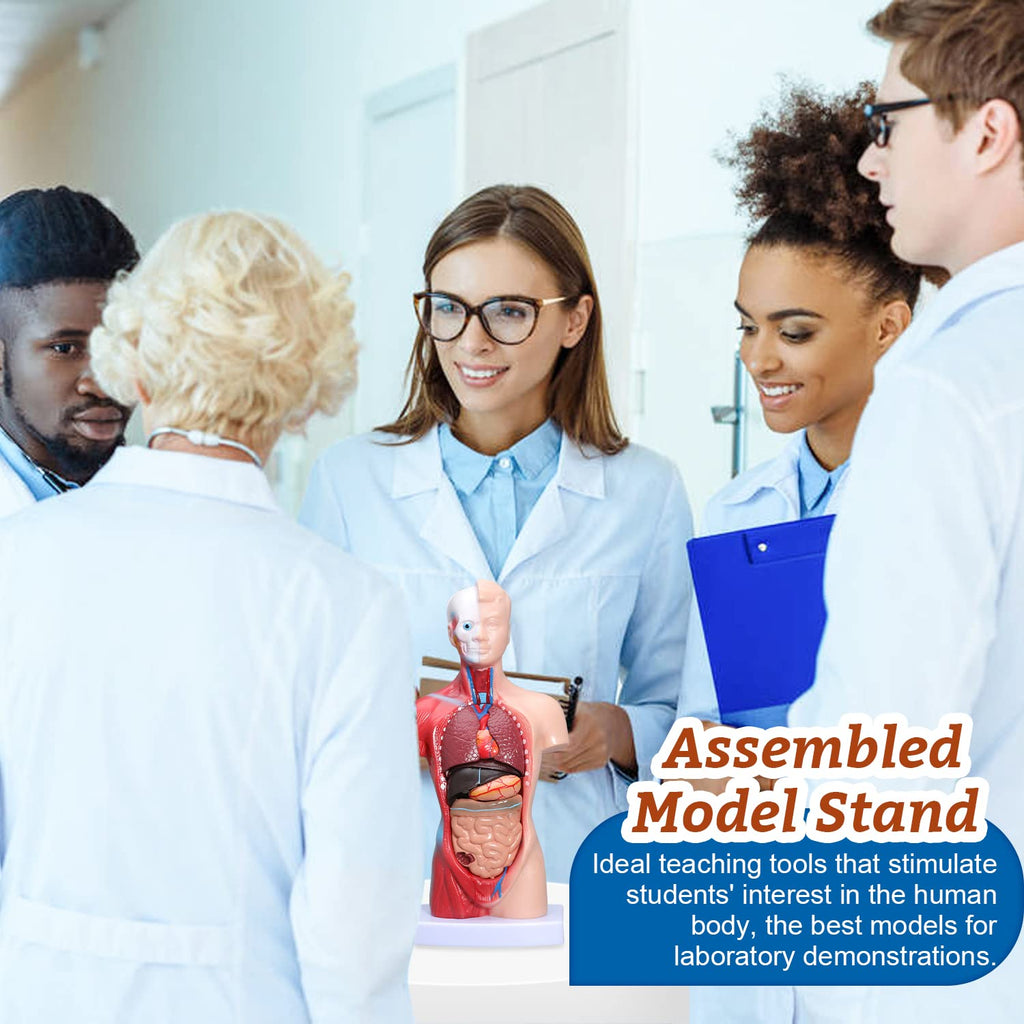 Human Heart & Body Torso & Skeleton Anatomy Model - Anatomical Assembly Model of Human Organs Mini Human Skeleton