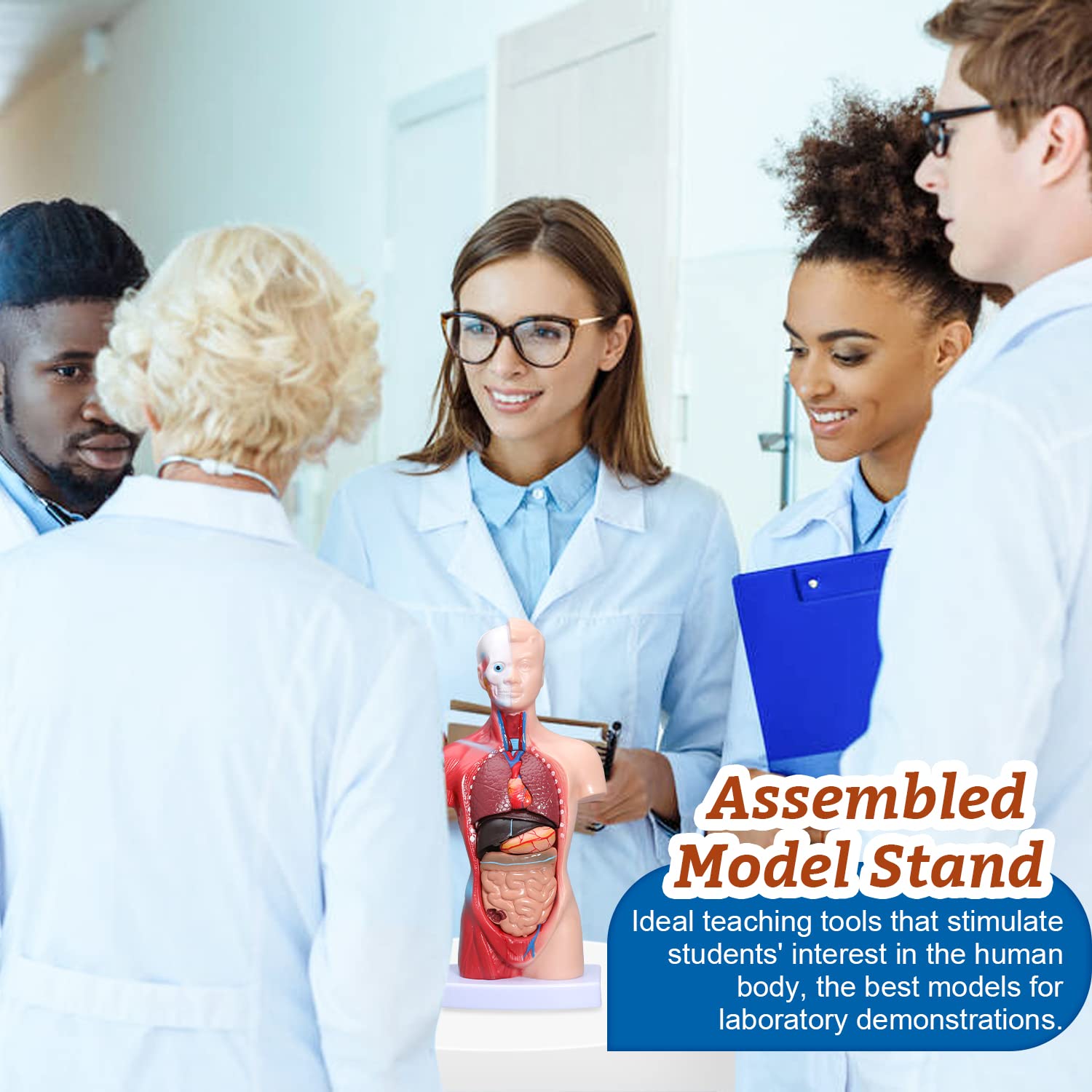 Human Heart & Body Torso & Skeleton Anatomy Model - Anatomical Assembly Model of Human Organs Mini Human Skeleton