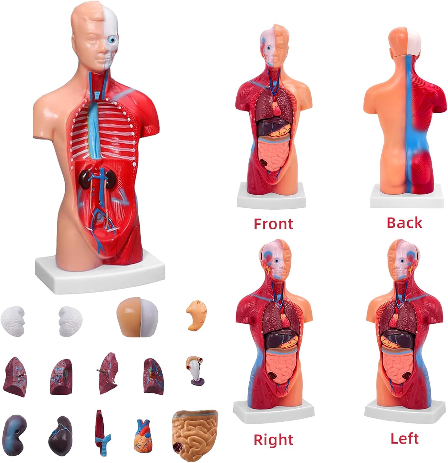 11 Inch Small Human Body Model for Anatomy Study - 15 Detachable Parts Educational Torso with Internal Organs, DIY