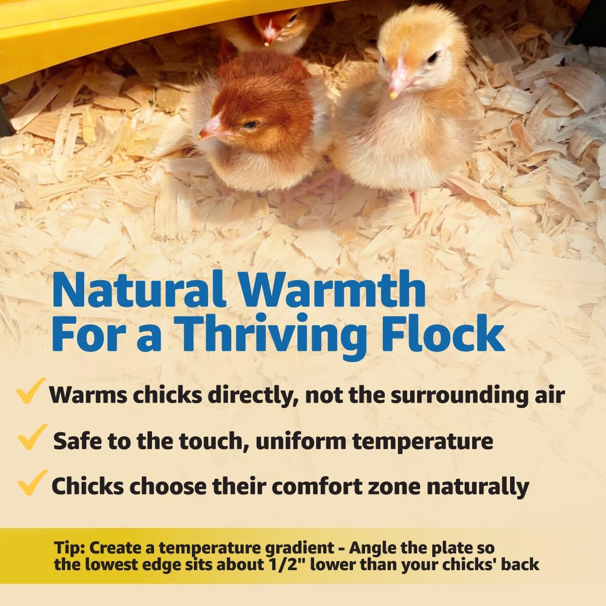 Ecoglow Safety 600 Chick or Duckling Brooder, Up to 20 Chicks