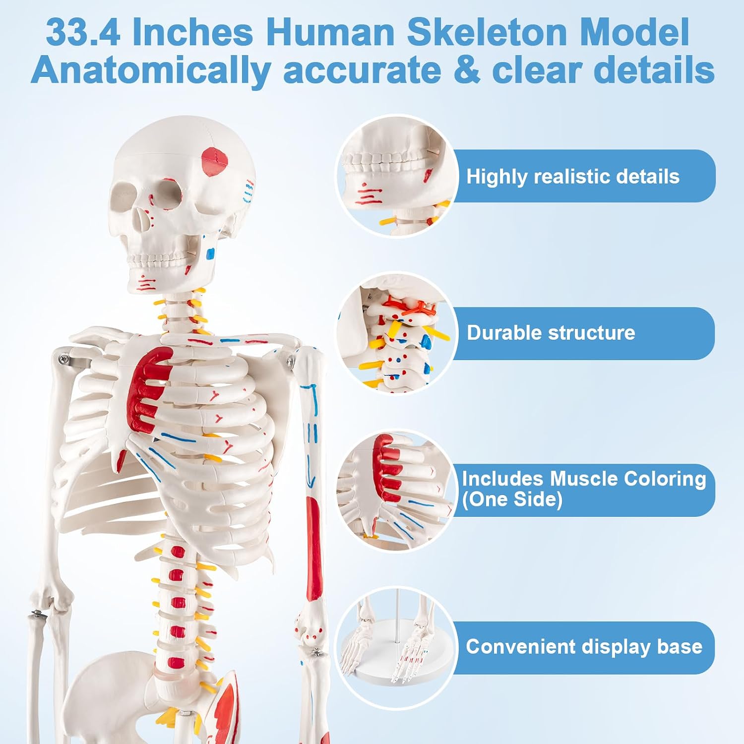 33.4” Human Skeleton Model with Removable Arms & Legs – Durable Mini Anatomy Model for Teaching, Scientific Study