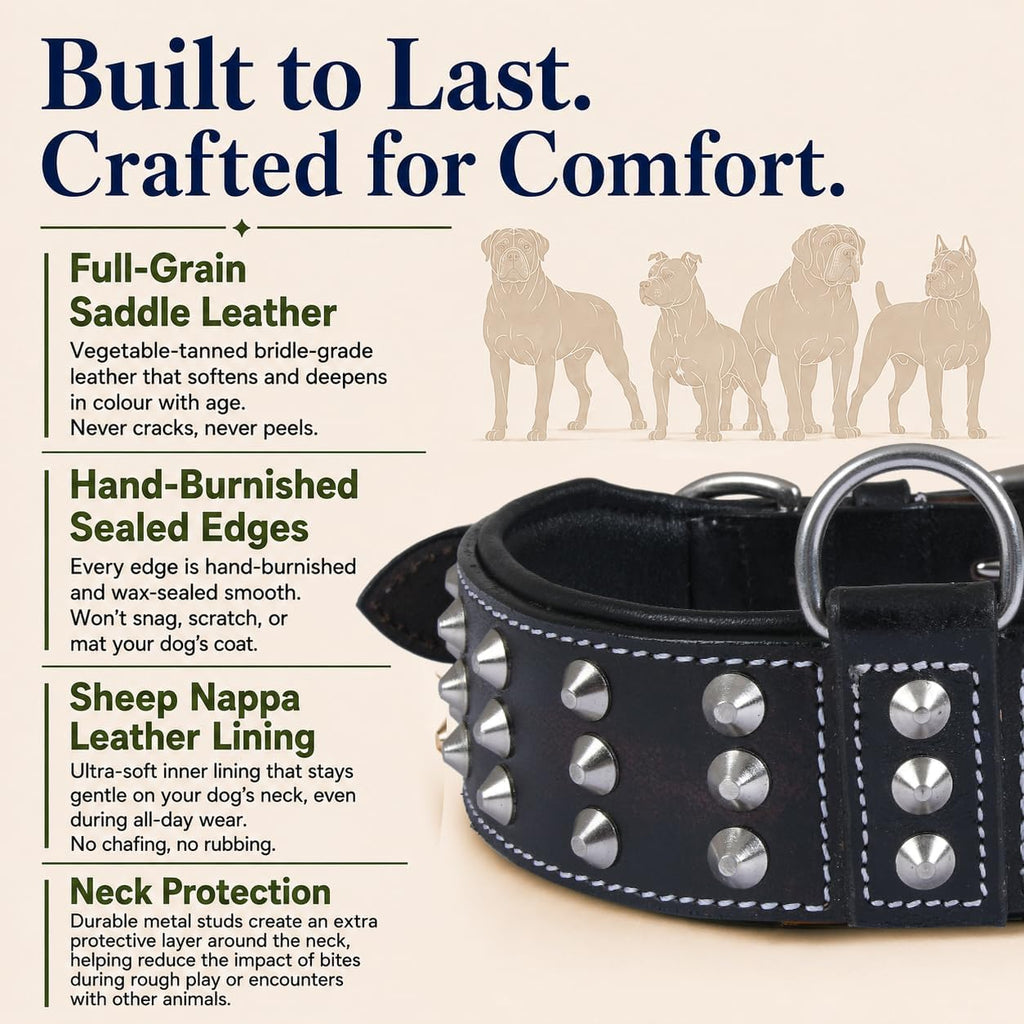Genuine Leather Studded Dog Collar for Medium Dog, Cushion Padding, Black