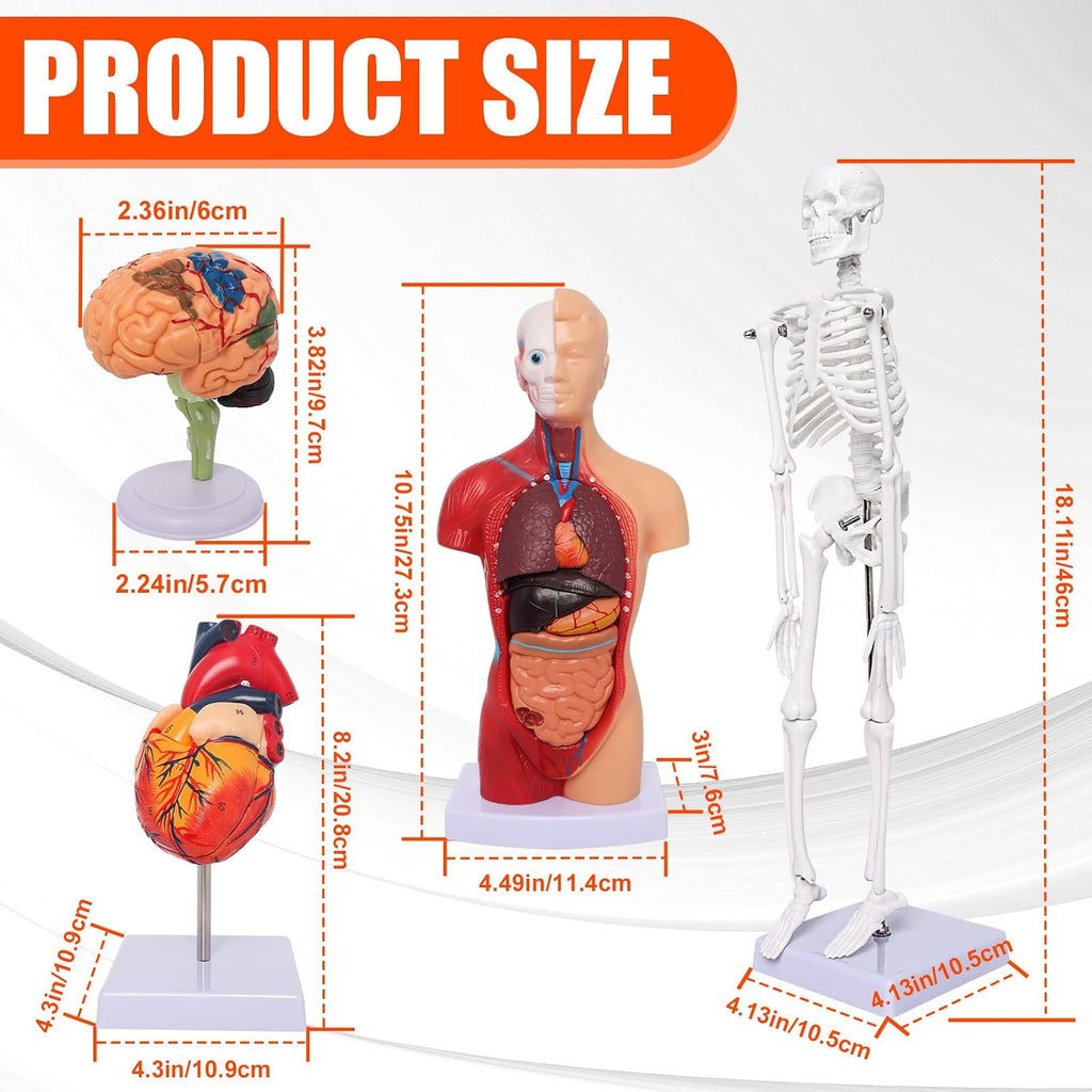 Human Anatomy Models Bundle Set, Brain, Human Torso Body, Heart & Skeleton | Non-Toxic PVC 3D Anatomy Models for