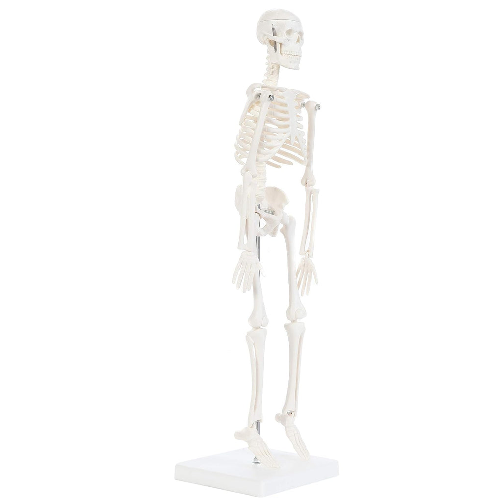 Human Skeleton Model, 19" Desktop Skeleton Has Movable Arms and Legs, Details Basic Human Skeletal System with