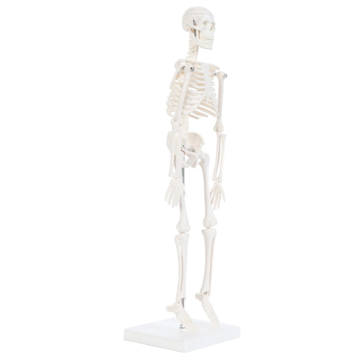 Human Skeleton Model, 19" Desktop Skeleton Has Movable Arms and Legs, Details Basic Human Skeletal System with
