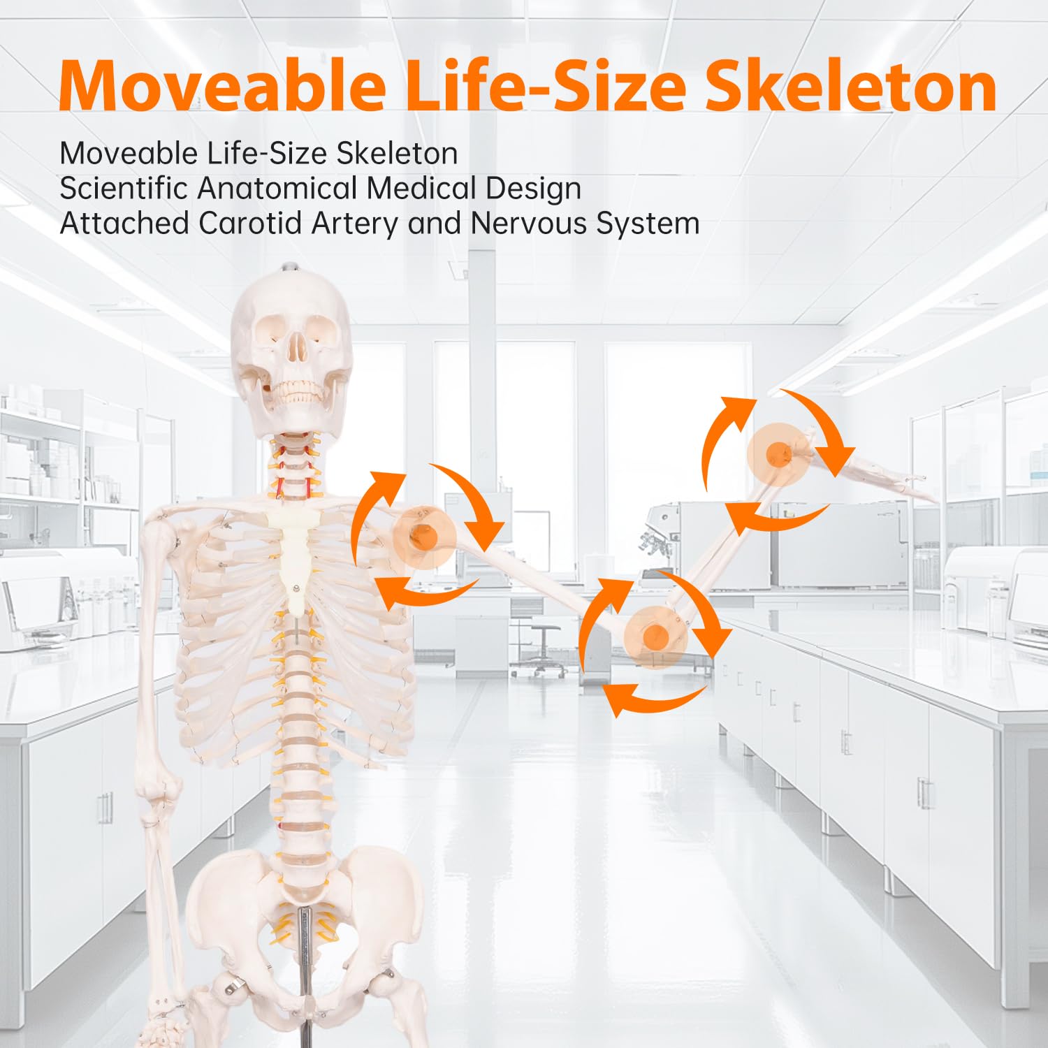 70.8" Human Skeleton Model for Anatomy, Nervous System & Charts, Stand | Full Size Posable Skeleton, Includes Nervous