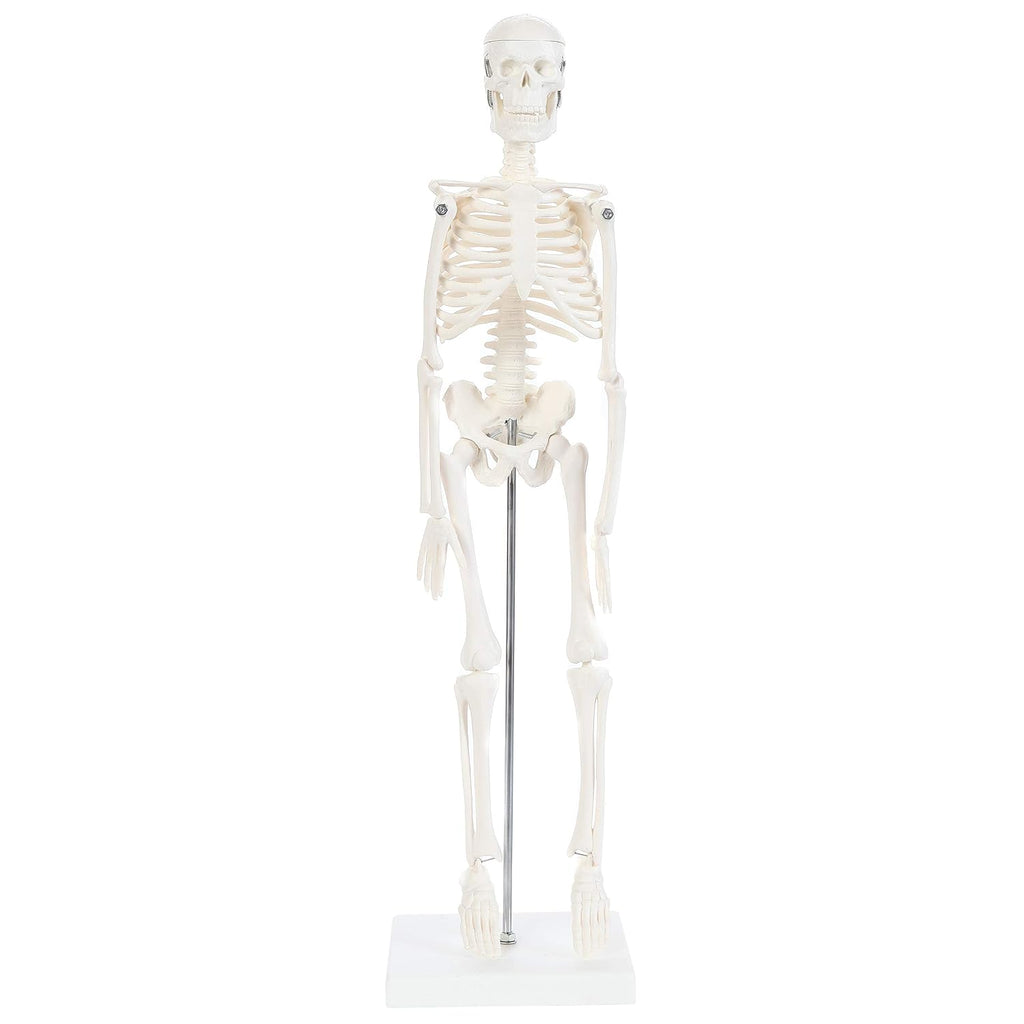 Human Skeleton Model, 19" Desktop Skeleton Has Movable Arms and Legs, Details Basic Human Skeletal System with