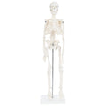 Human Skeleton Model, 19" Desktop Skeleton Has Movable Arms and Legs, Details Basic Human Skeletal System with