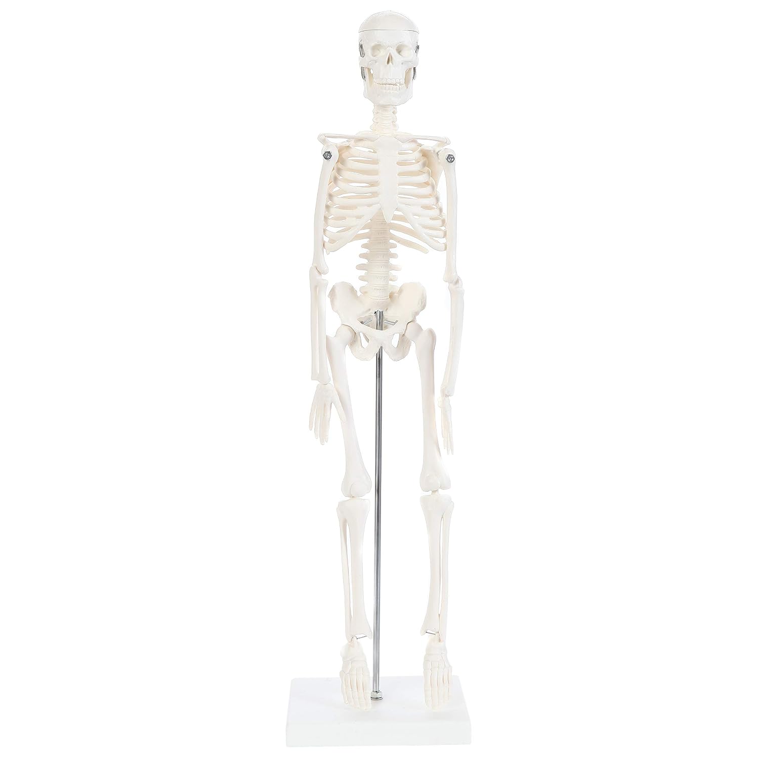 Human Skeleton Model, 19" Desktop Skeleton Has Movable Arms and Legs, Details Basic Human Skeletal System with
