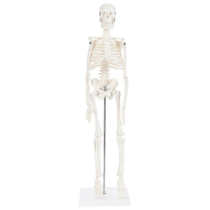 Human Skeleton Model, 19" Desktop Skeleton Has Movable Arms and Legs, Details Basic Human Skeletal System with