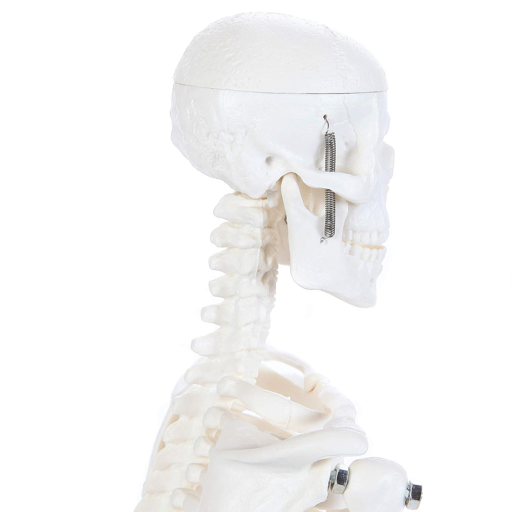 Human Skeleton Model, 19" Desktop Skeleton Has Movable Arms and Legs, Details Basic Human Skeletal System with