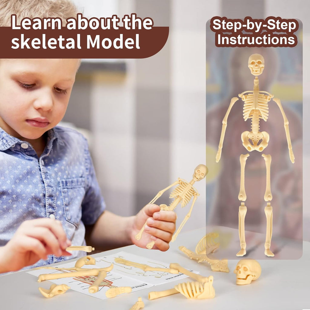 Human Body Model, 8 Pcs Removable with Skeleton Model for Kids | 9.6 inch Human Torso Anatomical Model with Various