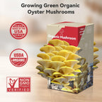 Large Organic Oyster Mushroom Growing Kit(4 lbs)