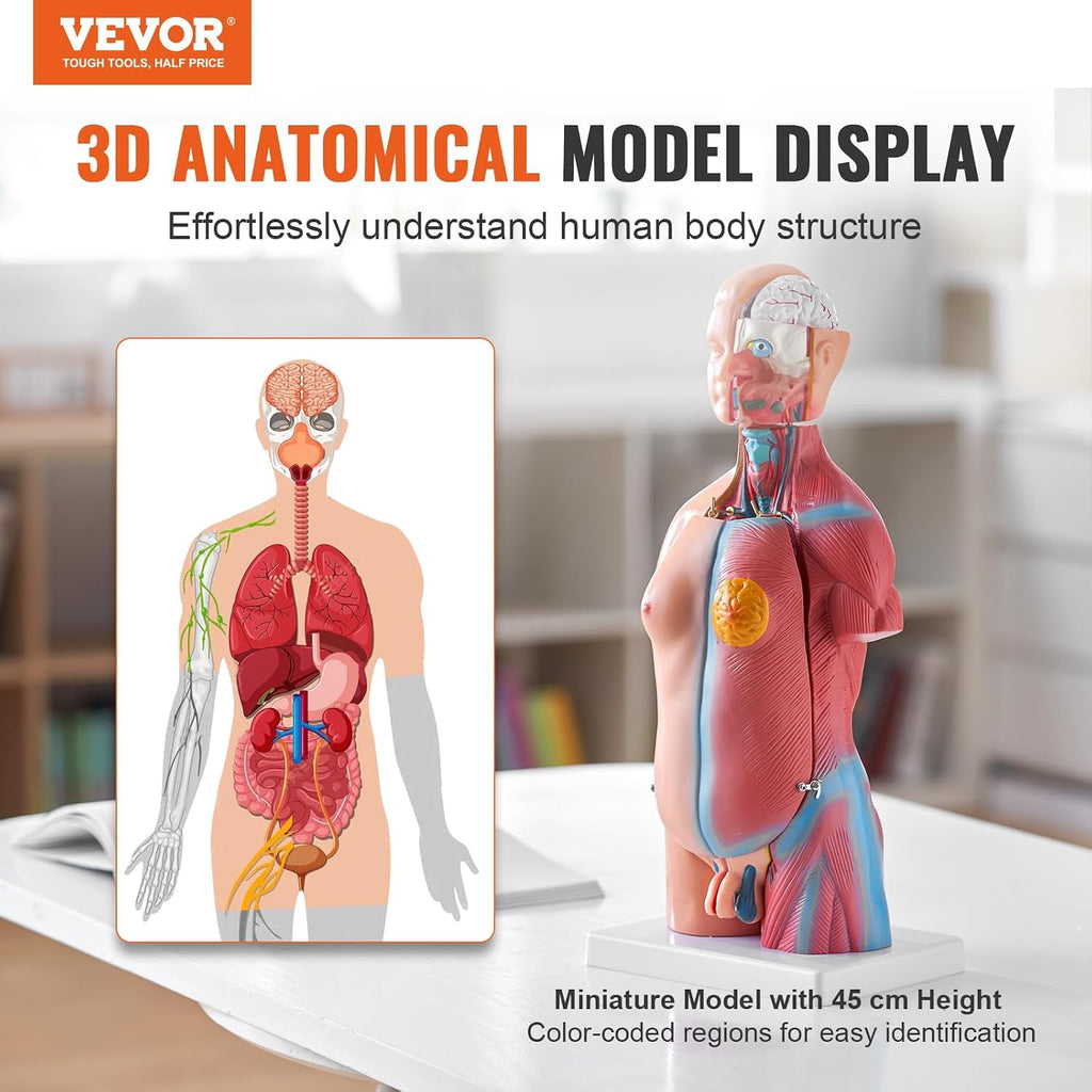 Human Body Model, 23 Parts 18 inch, Human Torso Anatomy Model Unisex Anatomical Skeleton Model with Removable Organs