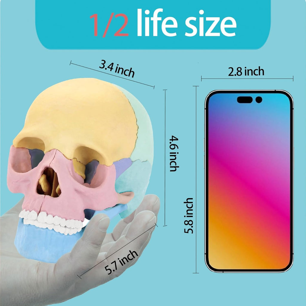 Human Skull Anatomy Model, 17-Part Puzzle with Flash Cards | 10 Knowledge Flash Cards, Detachable Palm-Sized Mini