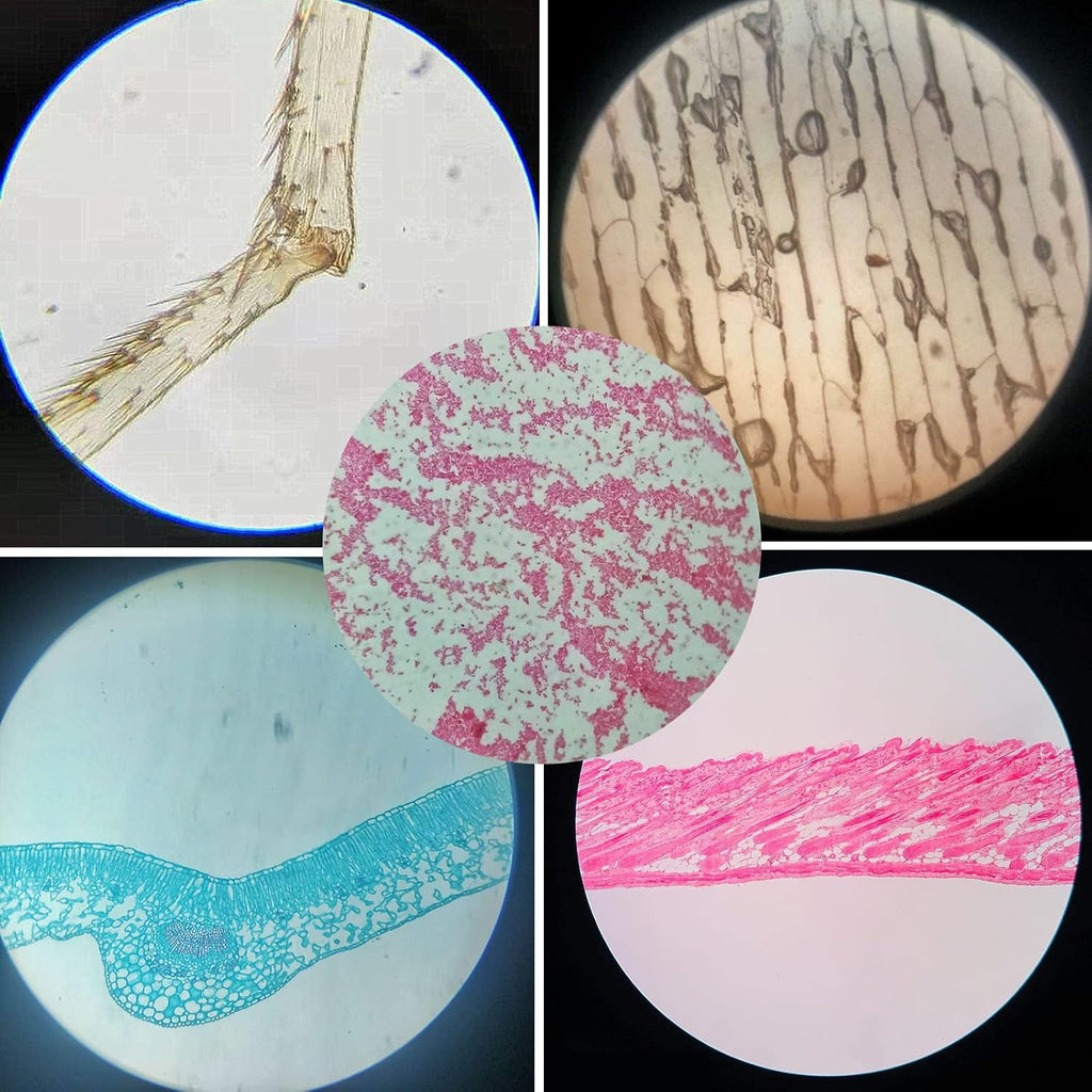 Prepared Plastic Microscope Slides with Specimens for Kids, Microscope Sample Slides Full Range of