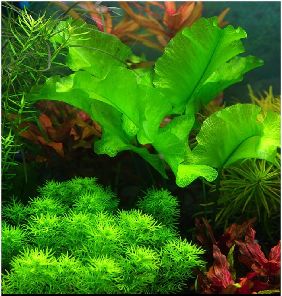 2 LB to Complete Freshwater Planted Aquarium Substrate | Aquatic plant cultivation medium