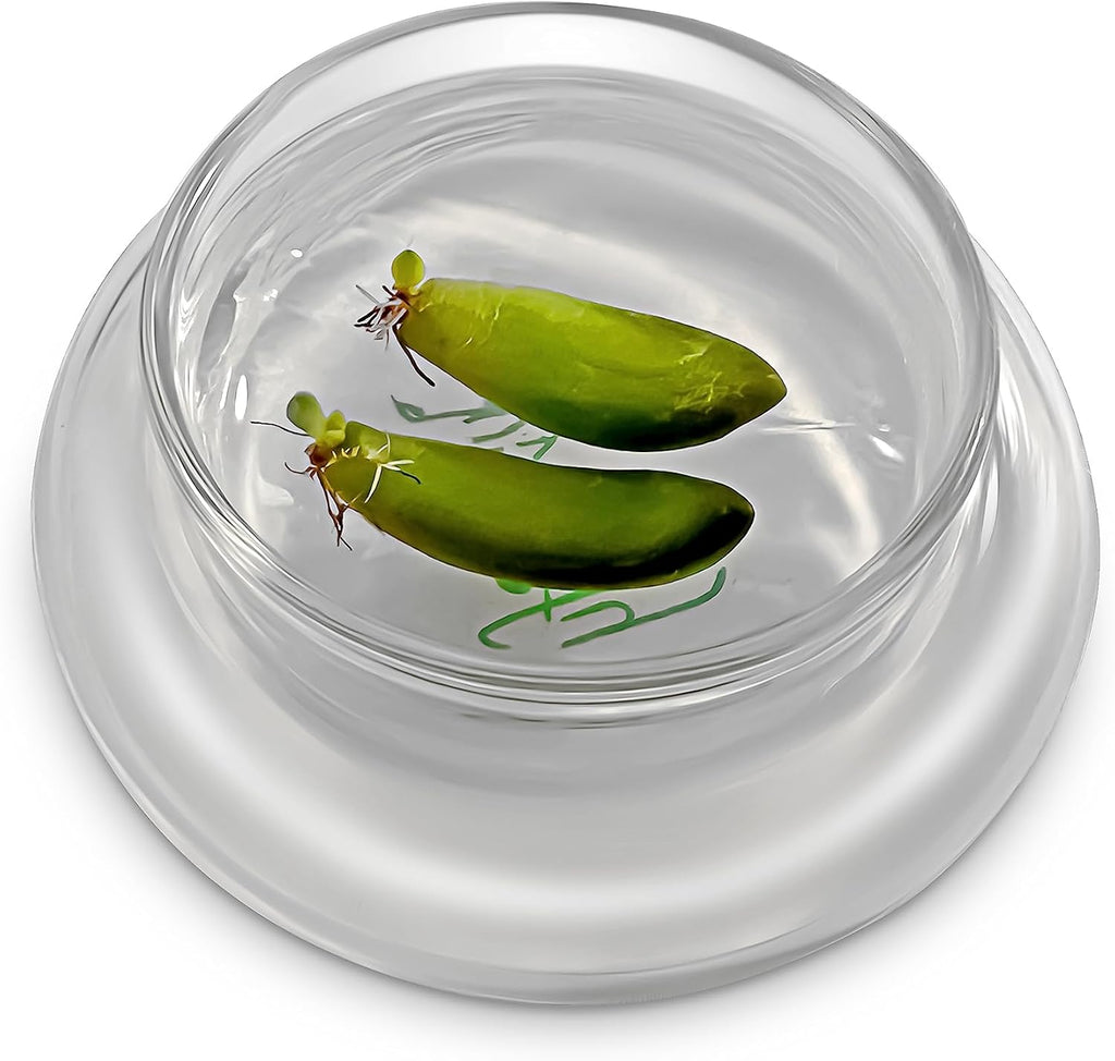 Terra Gel Plant Propagation Seed Starter Tray with Glass Dome – Advanced Technology Gardening Supplies Plant