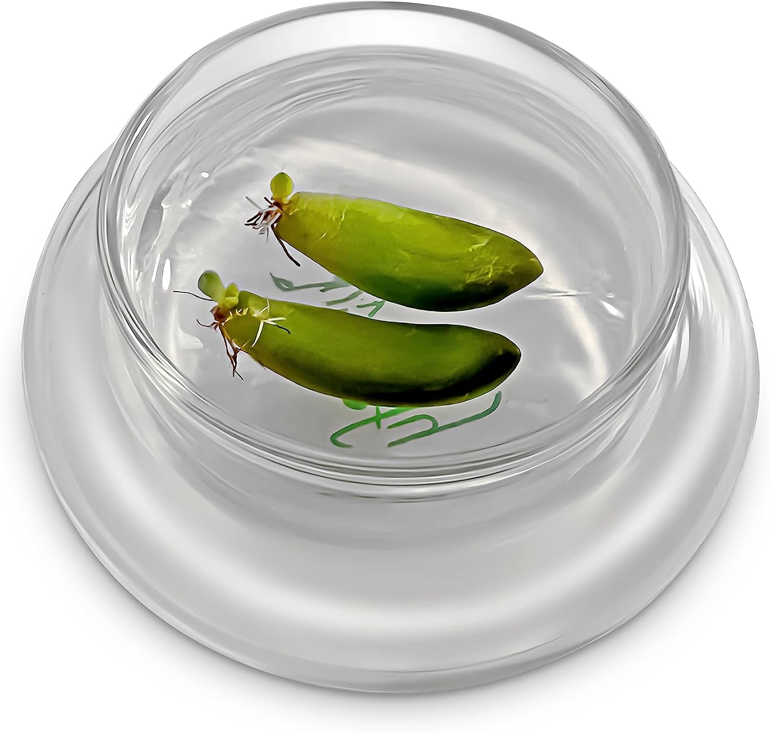 Terra Gel Plant Propagation Seed Starter Tray with Glass Dome – Advanced Technology Gardening Supplies Plant