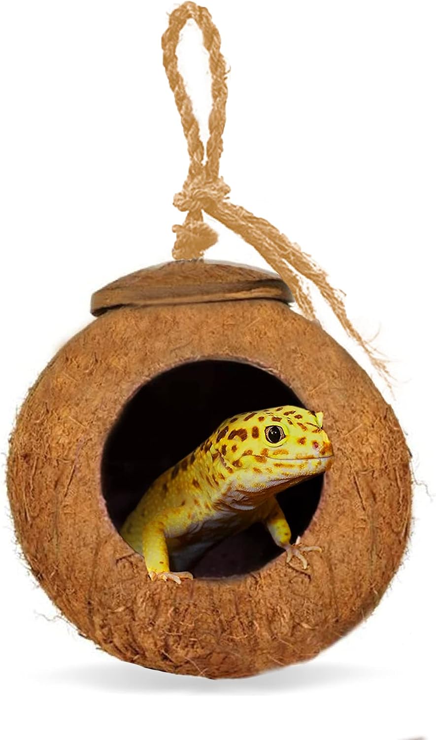 Leopard Gecko Coco Hut, Gecko Climbing Accessories, Raw Coconut Shell Reptile Hide, Terrarium Habitat Décor, 2.5”