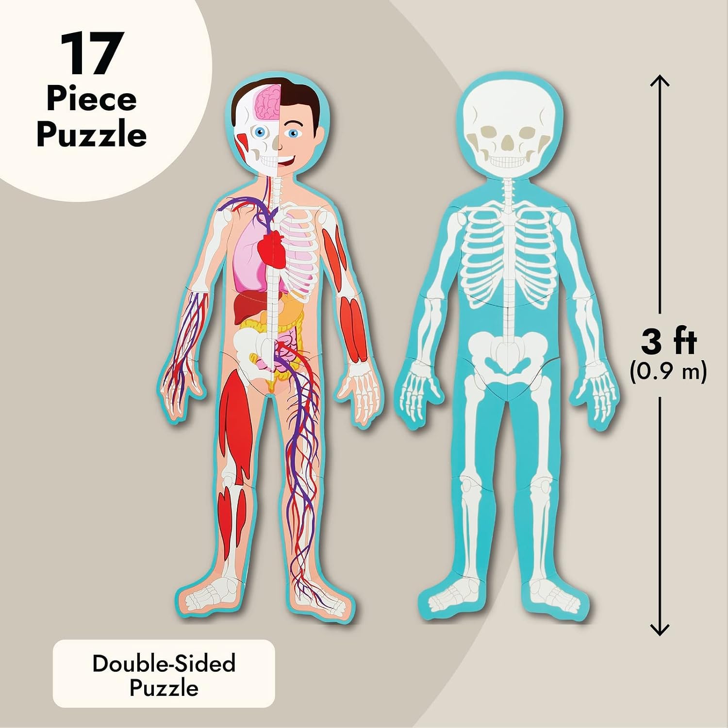 Interactive Magnetic Human Body Model - 3 ft, 17-Piece Double-Sided Anatomy Set for Kids - Human Anatomy with Organs