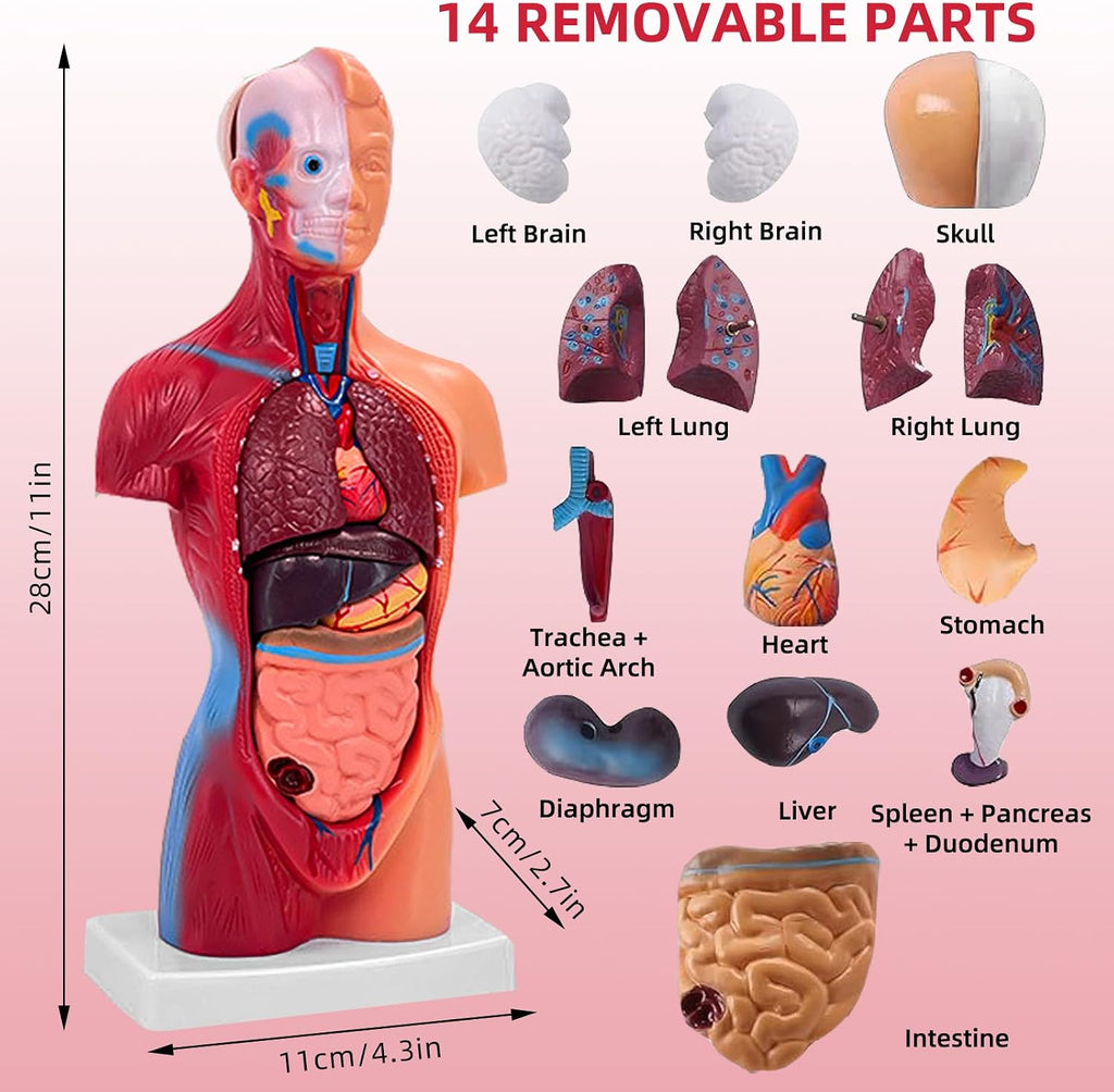 11 Inch Small Human Body Model for Anatomy Study - 15 Detachable Parts Educational Torso with Internal Organs, DIY