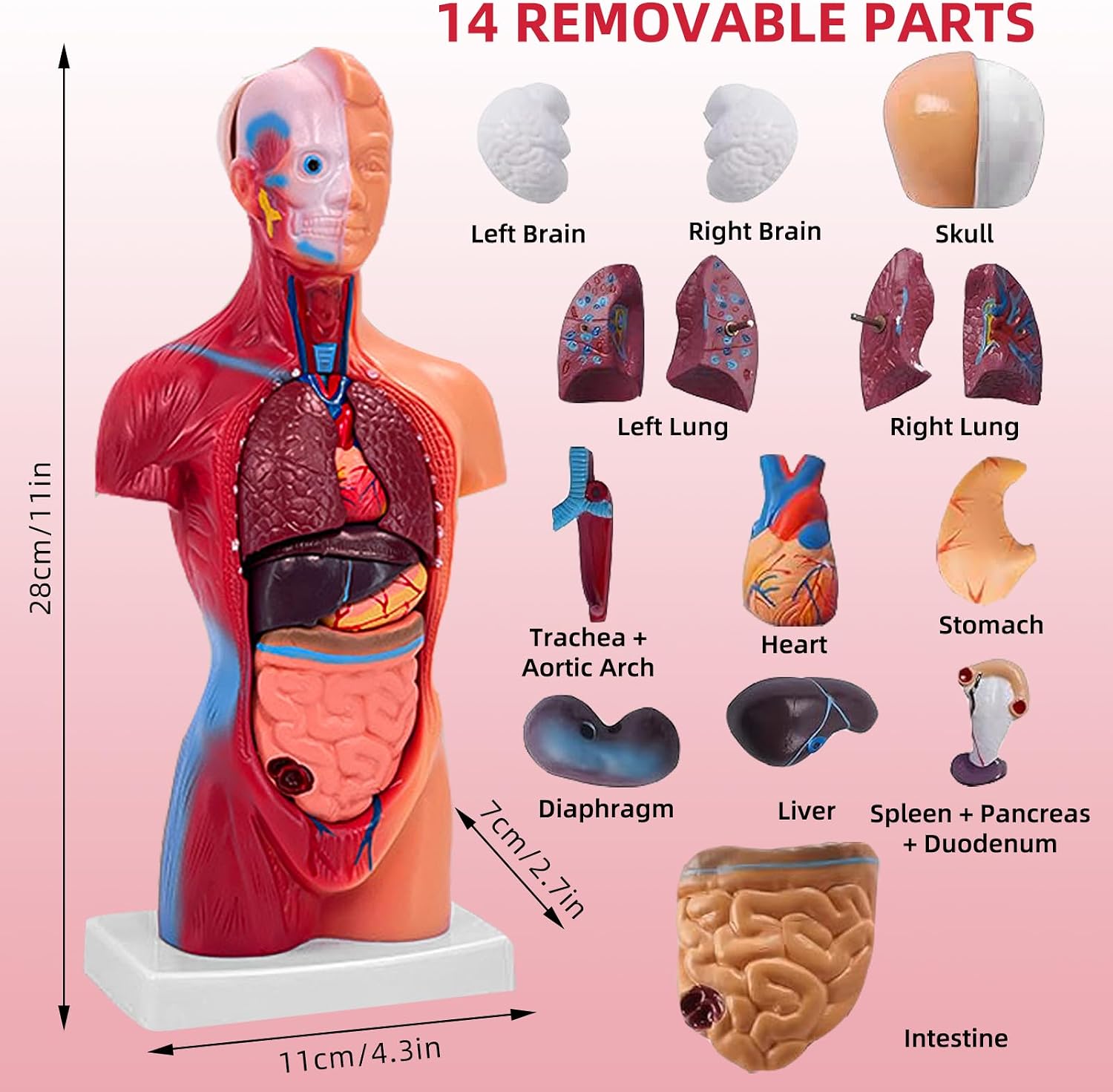 11 Inch Small Human Body Model for Anatomy Study - 15 Detachable Parts Educational Torso with Internal Organs, DIY