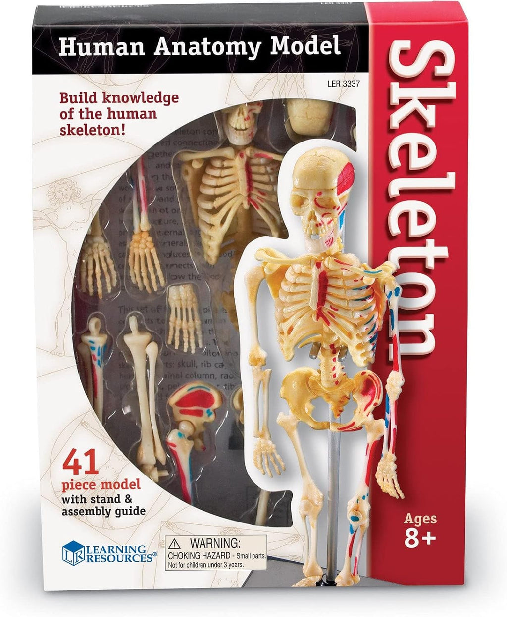 Skeleton Model | Science Classroom Must Haves, STEM Student Essentials, Practice Anatomy, Back to School