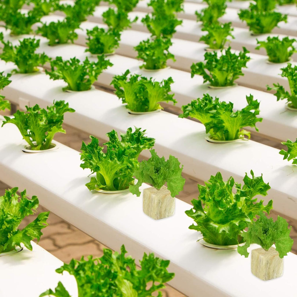 1 Inch Rockwool Cubes for Hydroponics, 200 Plugs Seed Starter Cube | High Germination Rate for Vegetables & Herbs