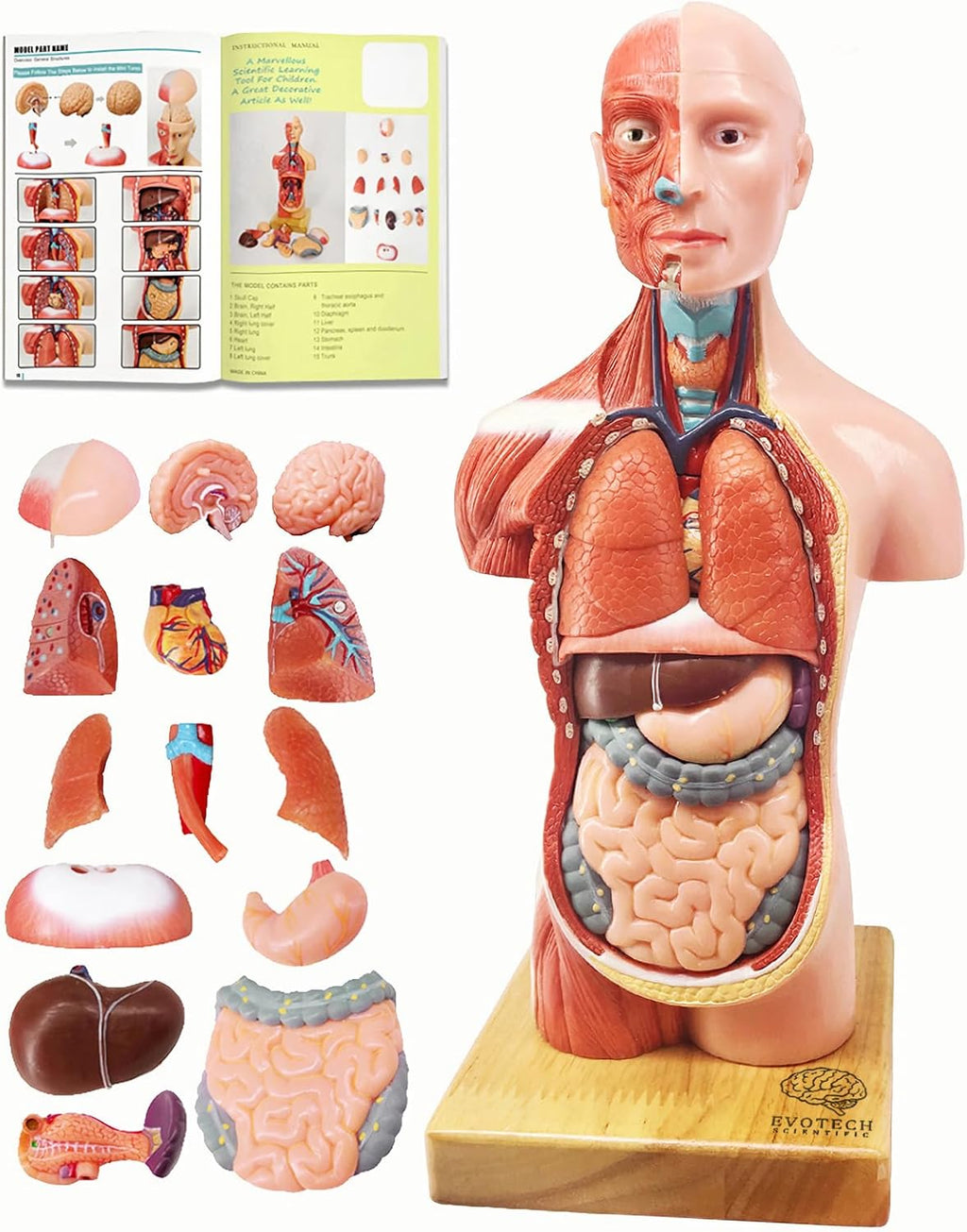 2026 New Human Body Model for Anatomy, 15 Pcs Removable 11 inch Human Torso Anatomical Model with Heart Head Skull