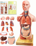 2026 New Human Body Model for Anatomy, 15 Pcs Removable 11 inch Human Torso Anatomical Model with Heart Head Skull
