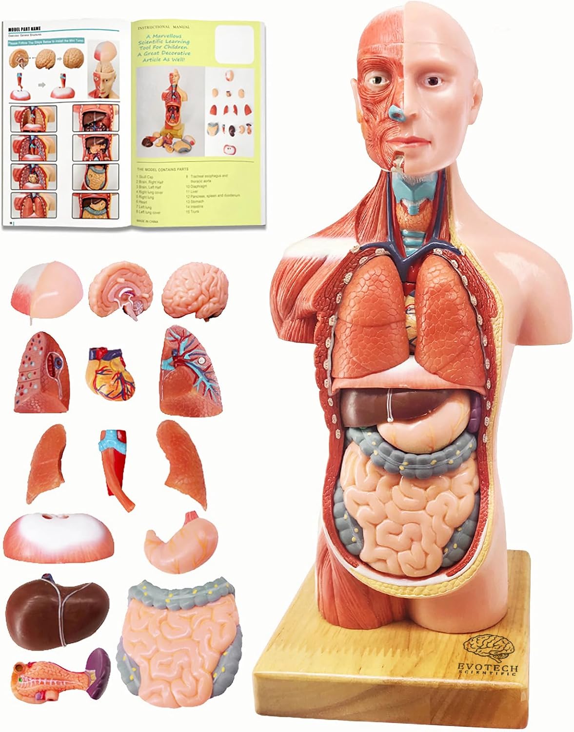 2026 New Human Body Model for Anatomy, 15 Pcs Removable 11 inch Human Torso Anatomical Model with Heart Head Skull