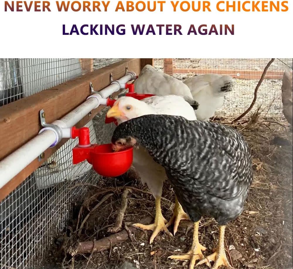 Automatic Chicken Watering System with PVC Pipe (Real Complete Set Pipeline) - 1/2" PVC Tee Fittings & Pipe & Garden