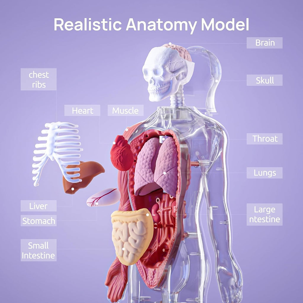 Human Body Model for Kids, Interactive Anatomy Learning Toys | 11" Human Anatomy Model, Knowledge/Quiz Mode, 15pcs