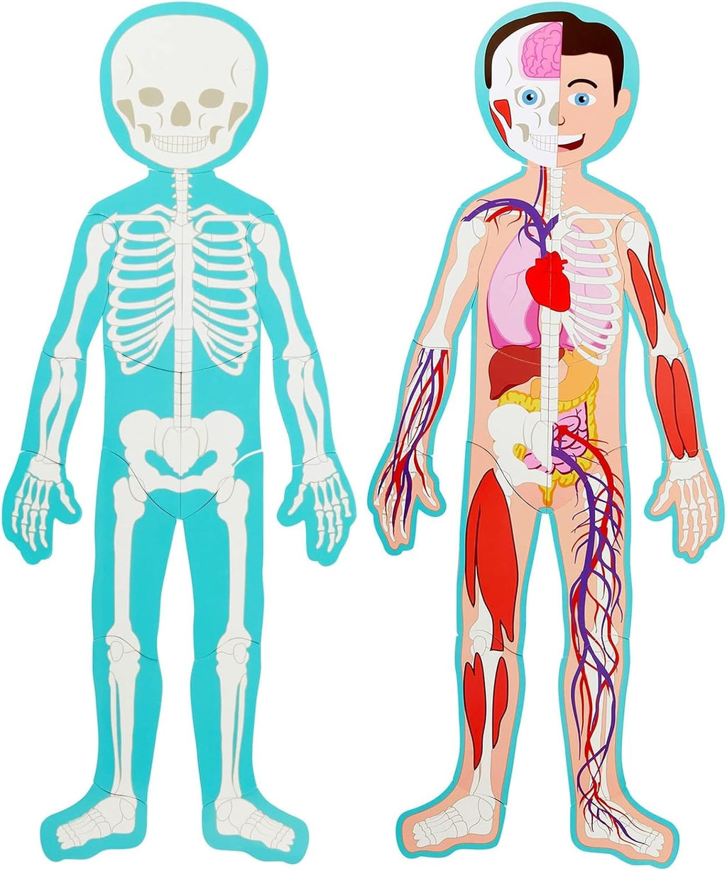 Interactive Magnetic Human Body Model - 3 ft, 17-Piece Double-Sided Anatomy Set for Kids - Human Anatomy with Organs