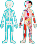 Interactive Magnetic Human Body Model - 3 ft, 17-Piece Double-Sided Anatomy Set for Kids - Human Anatomy with Organs