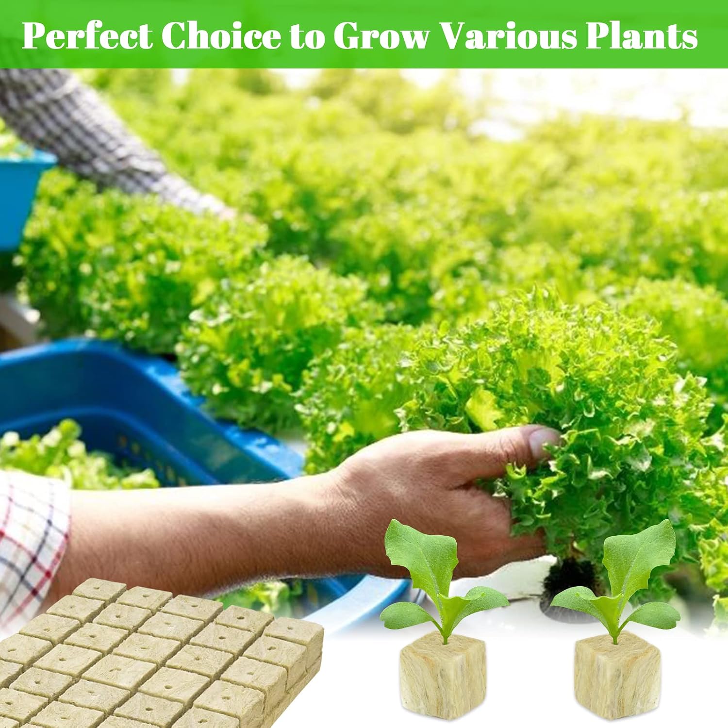 1 Inch Rockwool Cubes Seed Starter Plugs for Hydroponics, 100 Plugs | Promotes Germination Rate & Root Growth