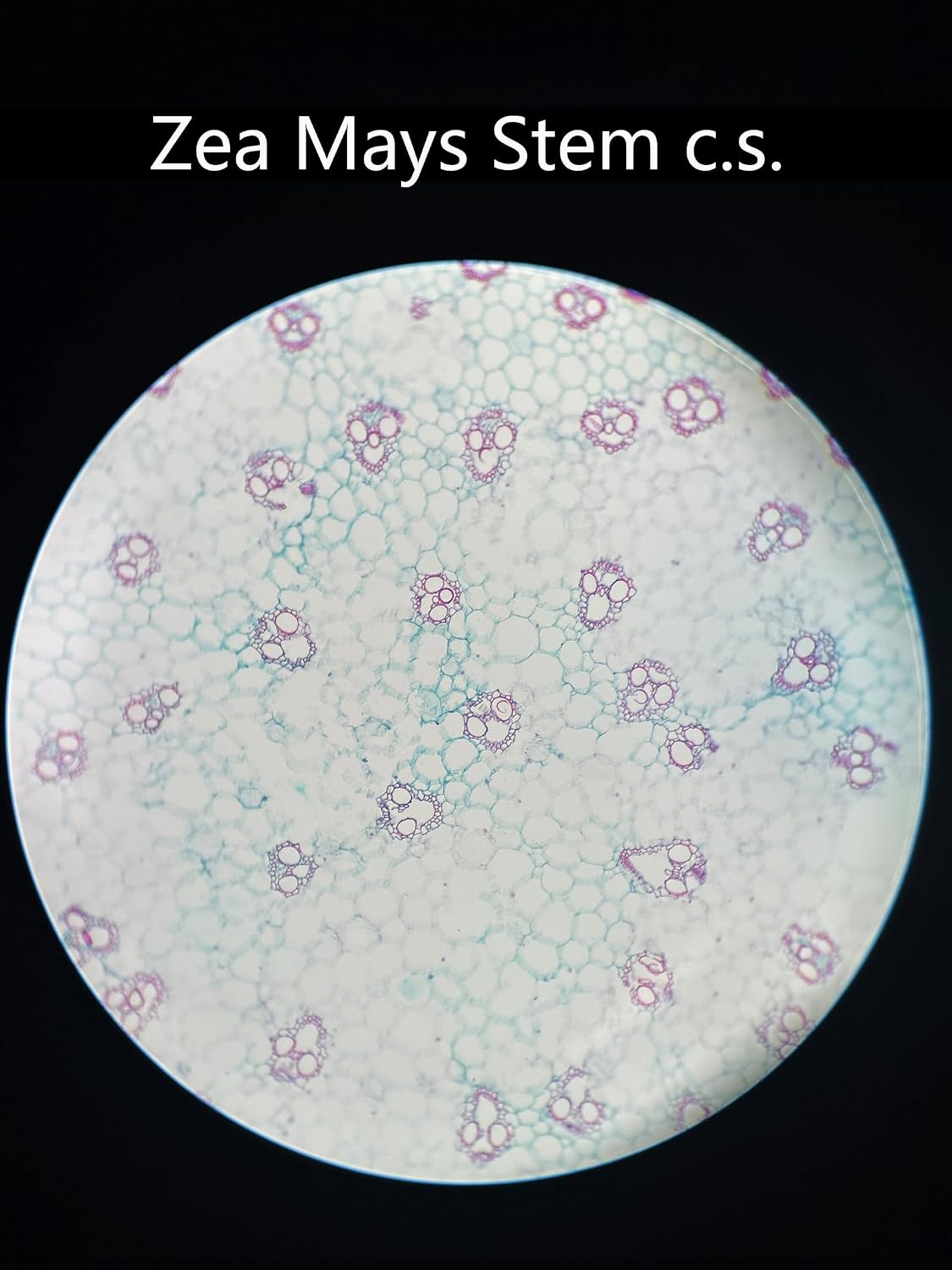 25 Prepared Microscope Slides Set for Apologia Biology | Ready-to-View, Clearly Labeled Specimens in a Storage Case |