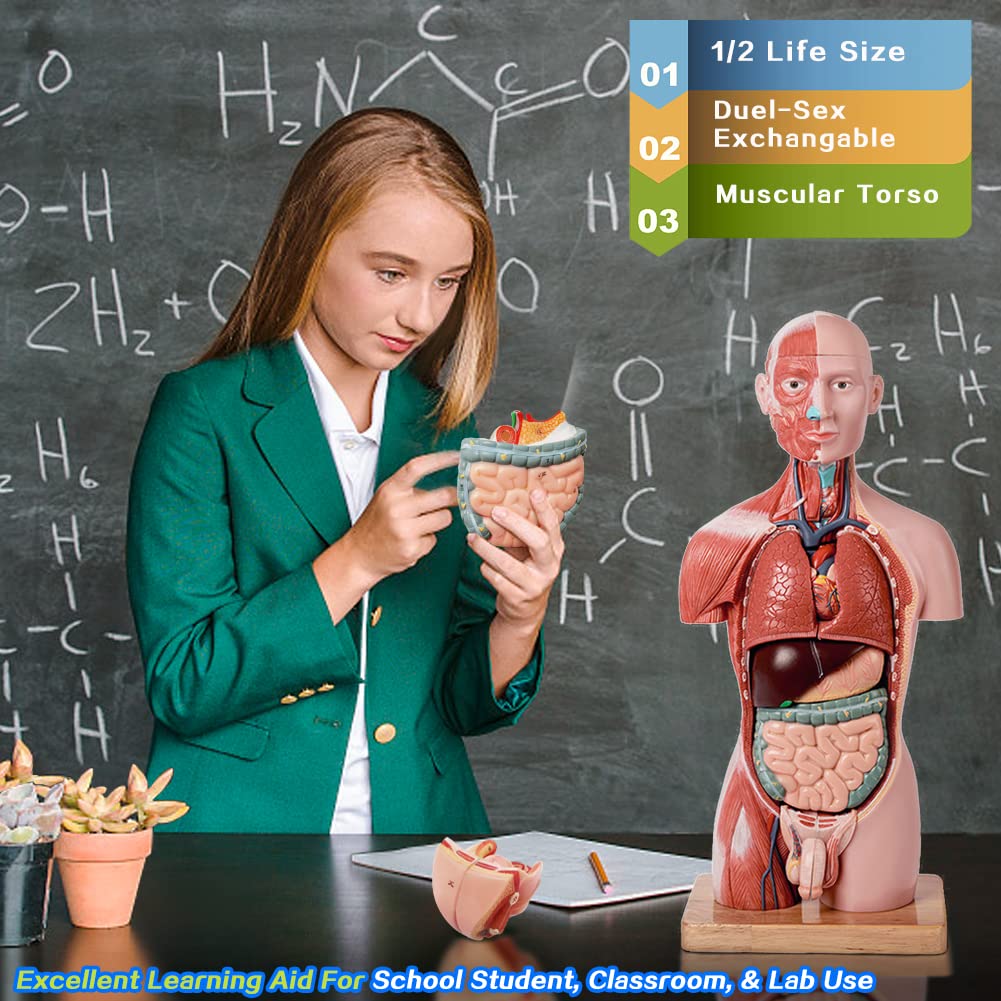 2026 New Human Body Deluxe Musculature Model, 16 Pcs Removable 17 inch | EVOTECH SCIENTIFIC Human Torso Anatomy Model