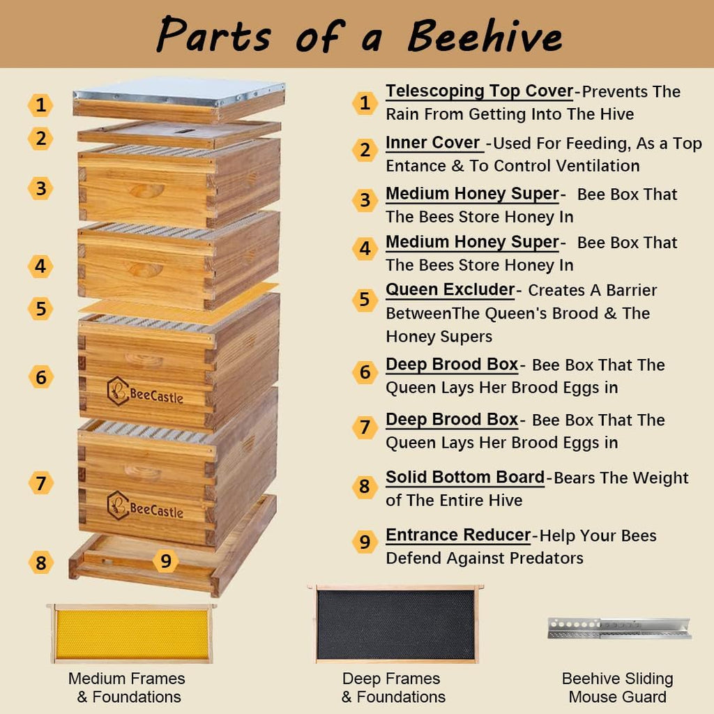 10 Frame Langstroth Bee Hive Coated with 100% Beeswax Includes Beehive Frames and Waxed Foundations (2 Deep Boxes & 2