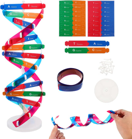 DNA Model Kit Double Helix Structure Model 13 in | Assembling Biology Teaching Aid with Stand Color-Coded
