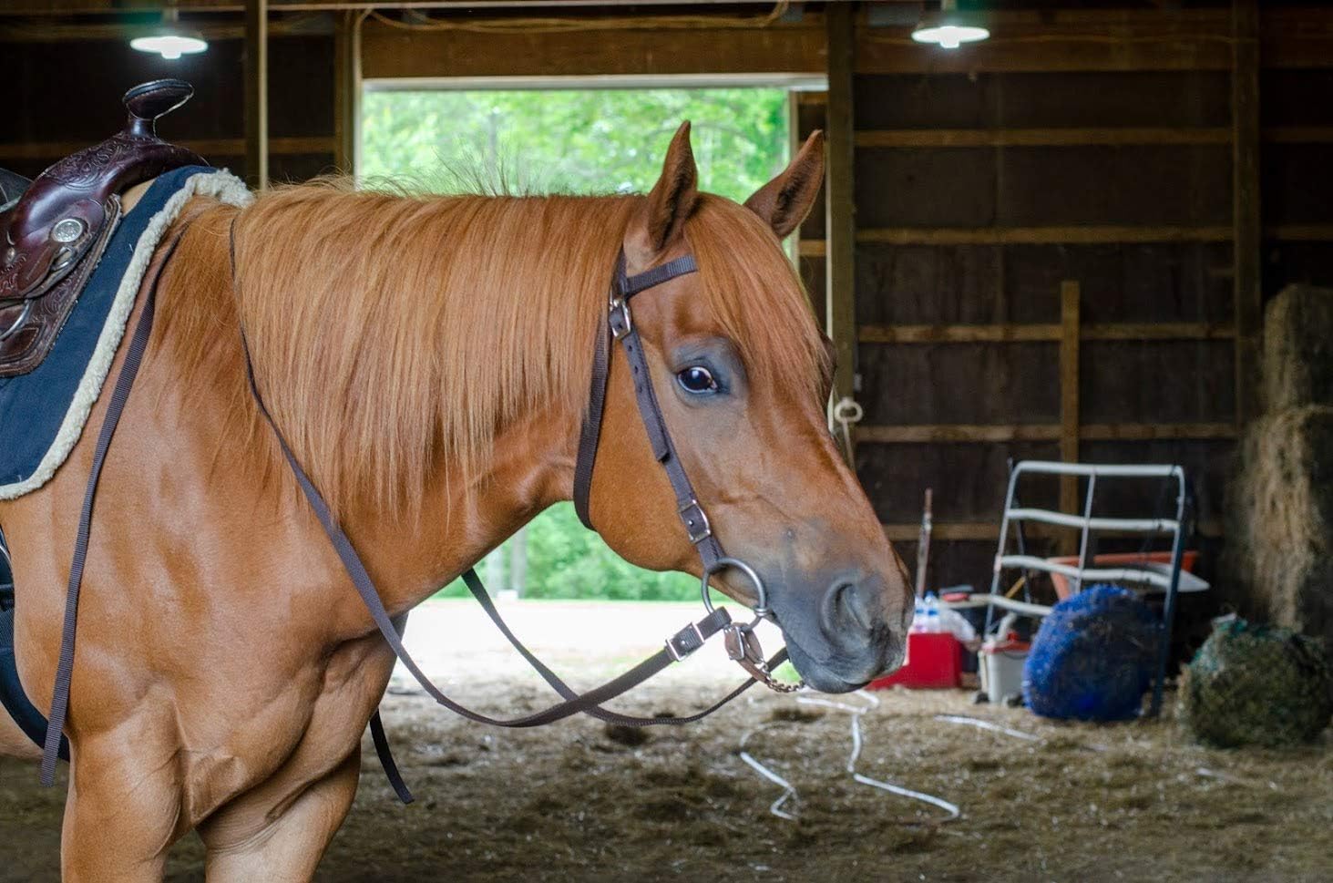 Plain Double Layer Nylon Headstall with Reins