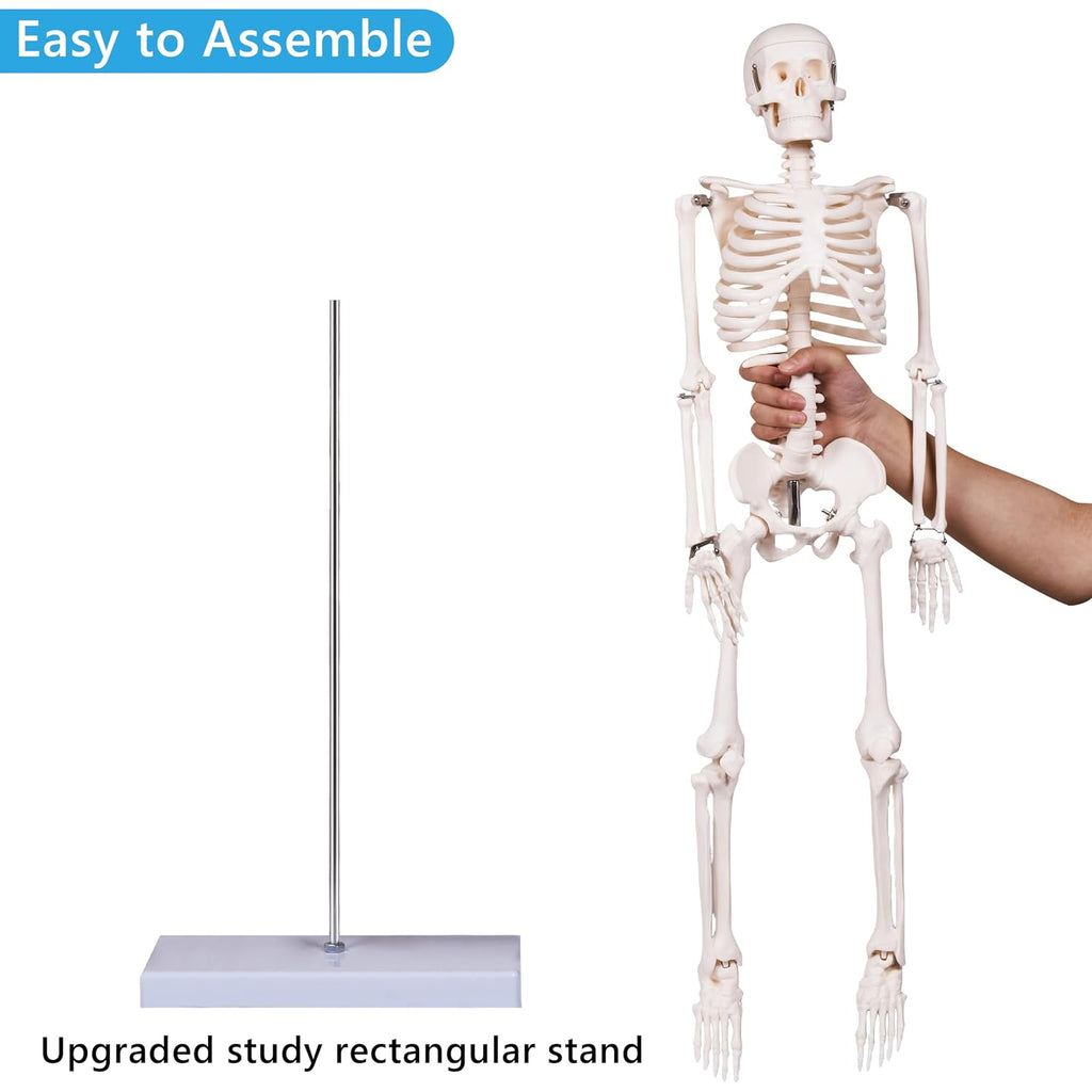 Scientifc Human Skeleton Model for Anatomy, 33.4’’ Skeleton Model with Metal Stand, Removable Arms&Legs for Student